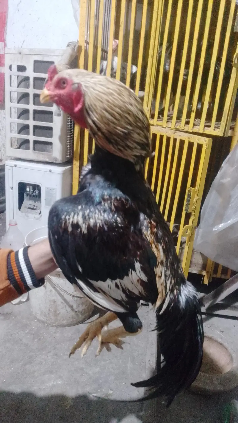 jawa Sindhi — photo 2