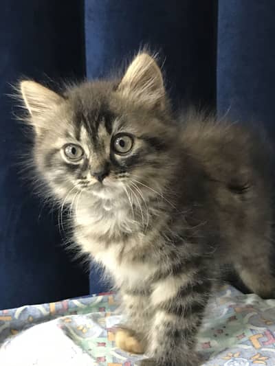 Kitten/Car - Persian Triple Coated kitten/cat for sale
