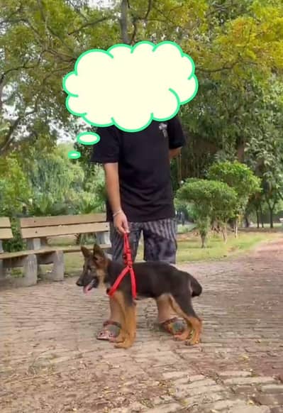 German Shepherd female healthy and activate