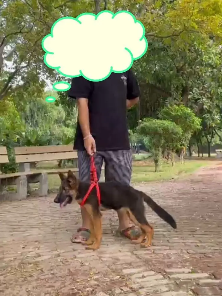 German Shepherd female healthy and activate — photo 2