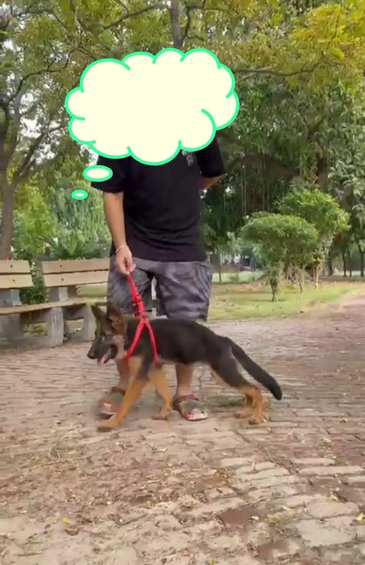 German Shepherd female healthy and activate — photo 3