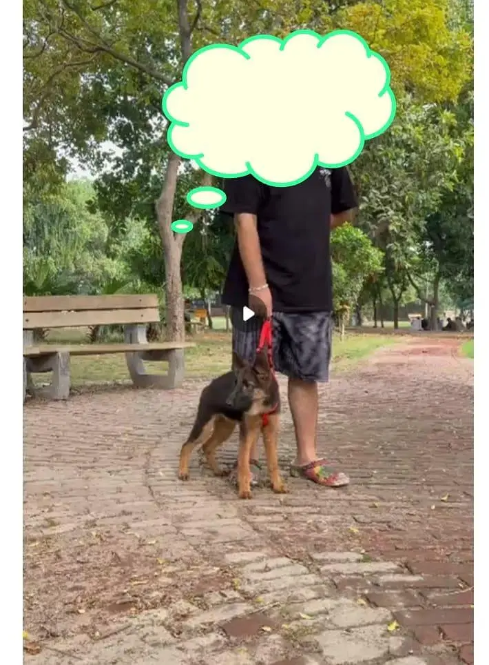 German Shepherd female healthy and activate — photo 4