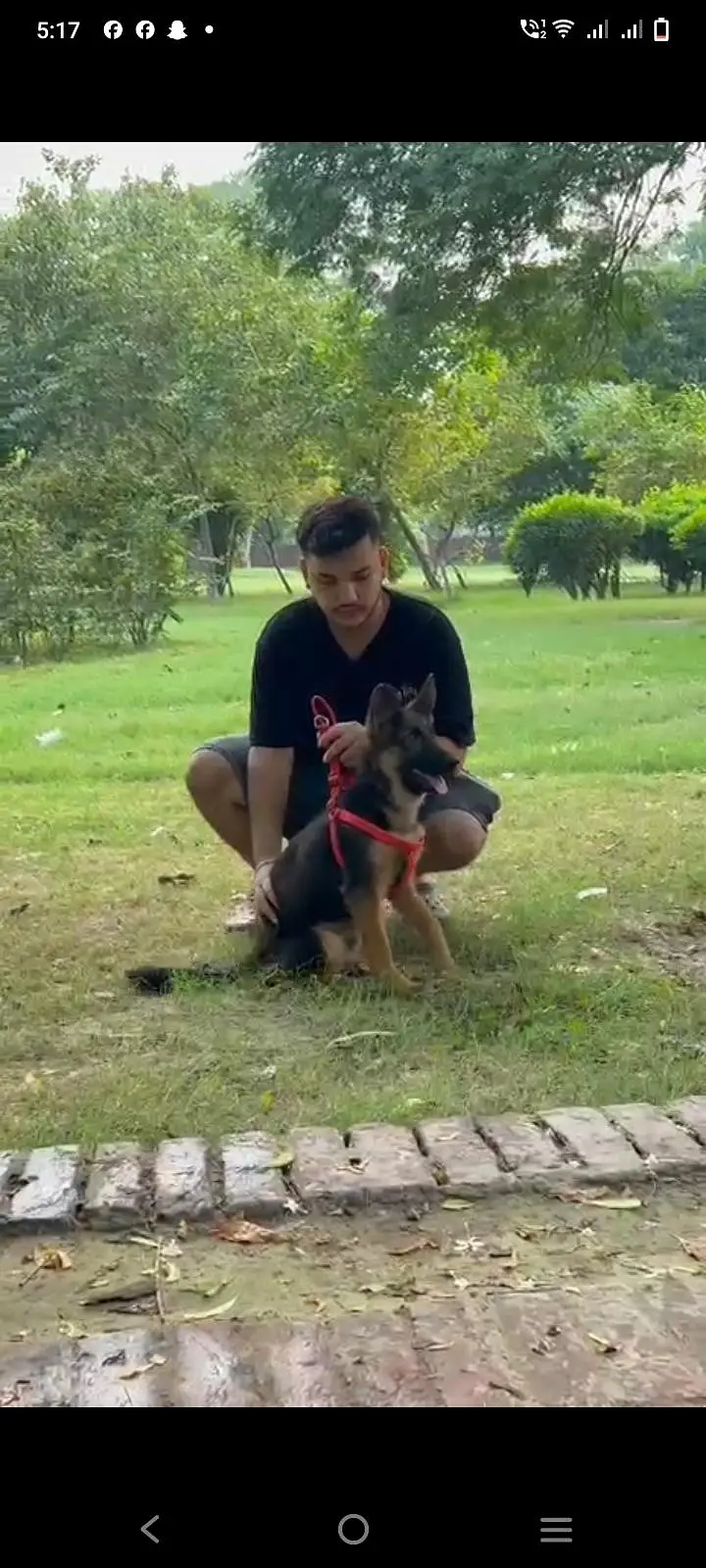 German Shepherd female healthy and activate — photo 5