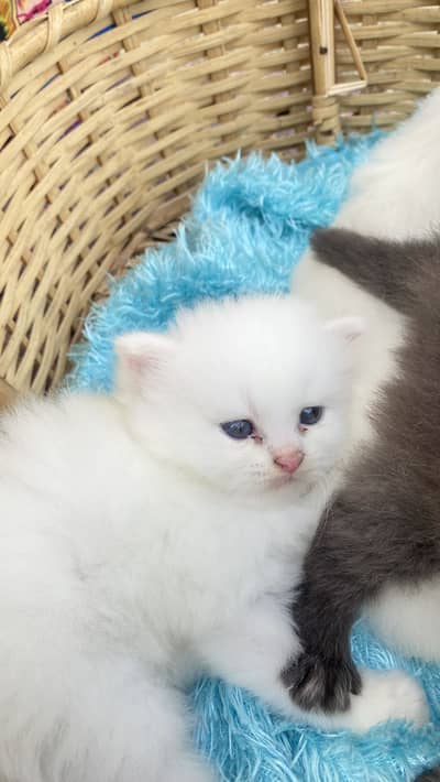 Good litter train from now good quality