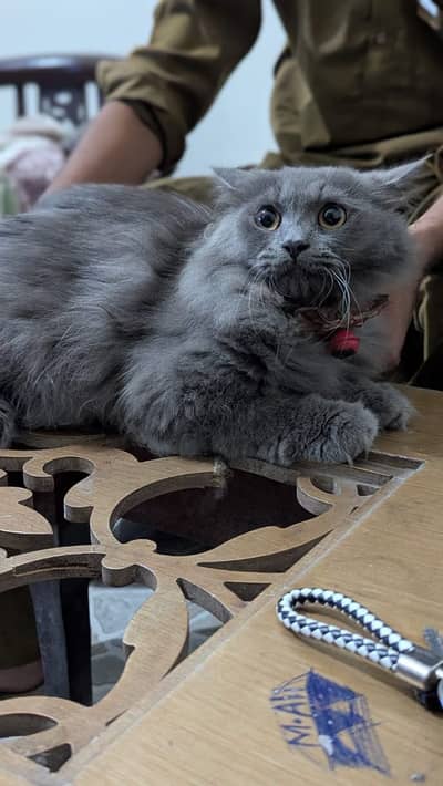 Friendly cat