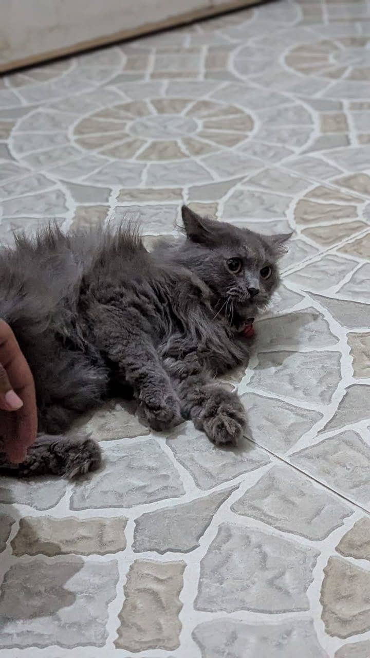 Friendly cat 1