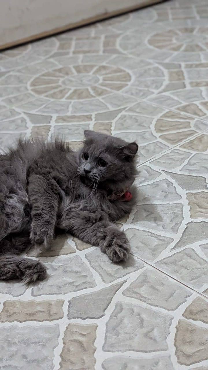 Friendly cat 3