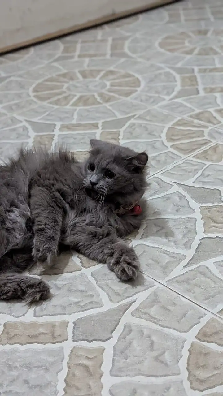 Friendly cat — photo 4