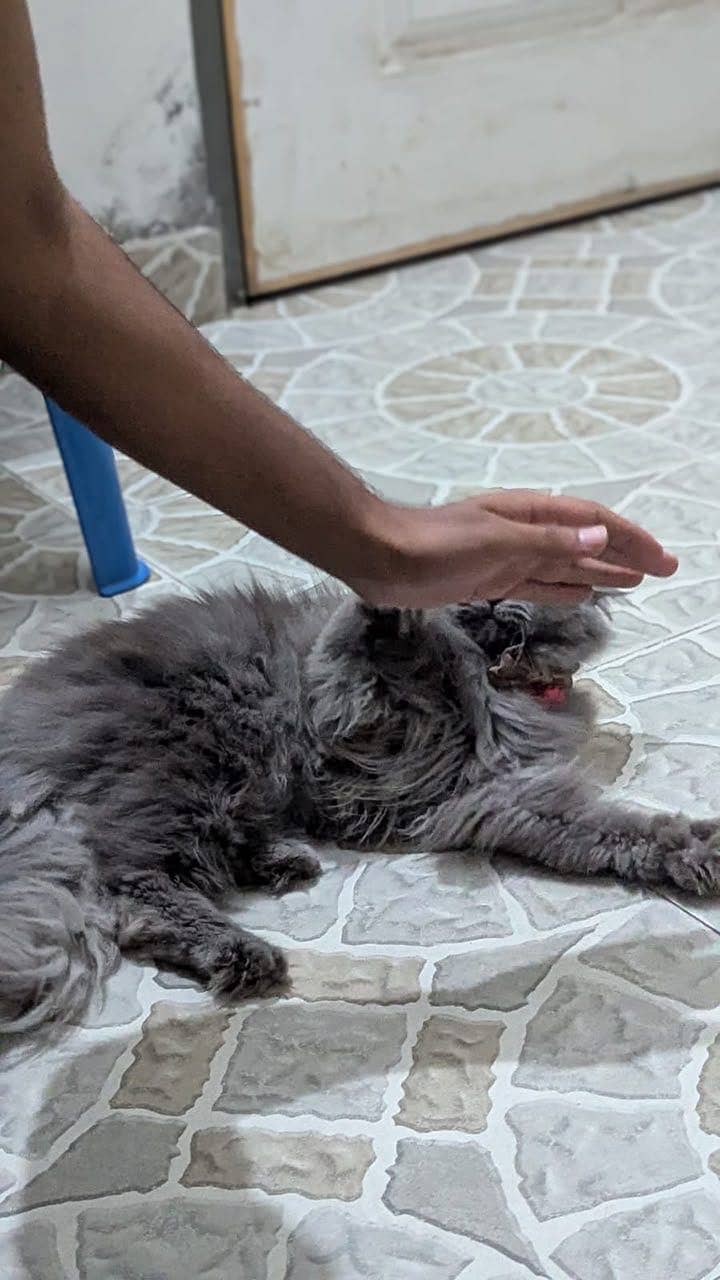 Friendly cat 4