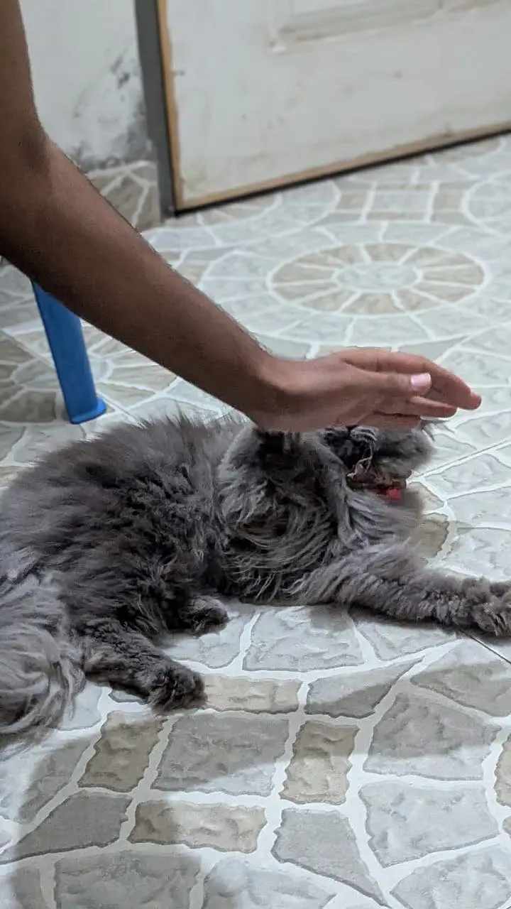 Friendly cat — photo 5