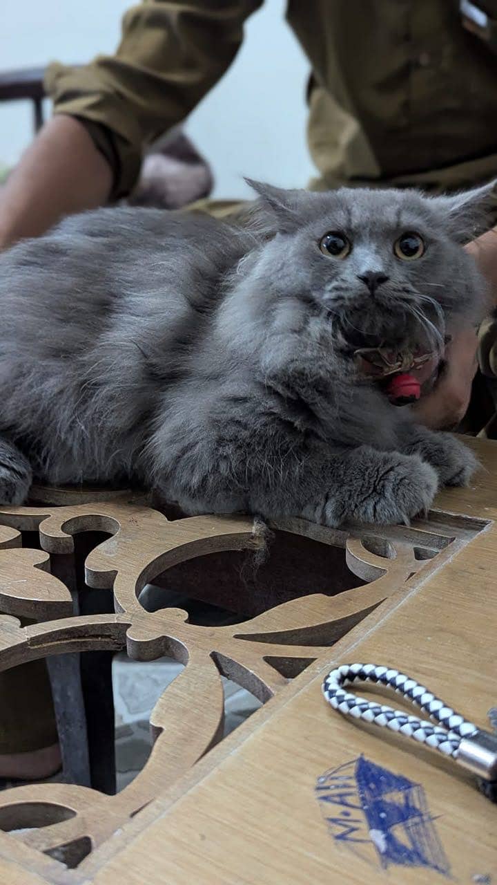 Friendly cat 5