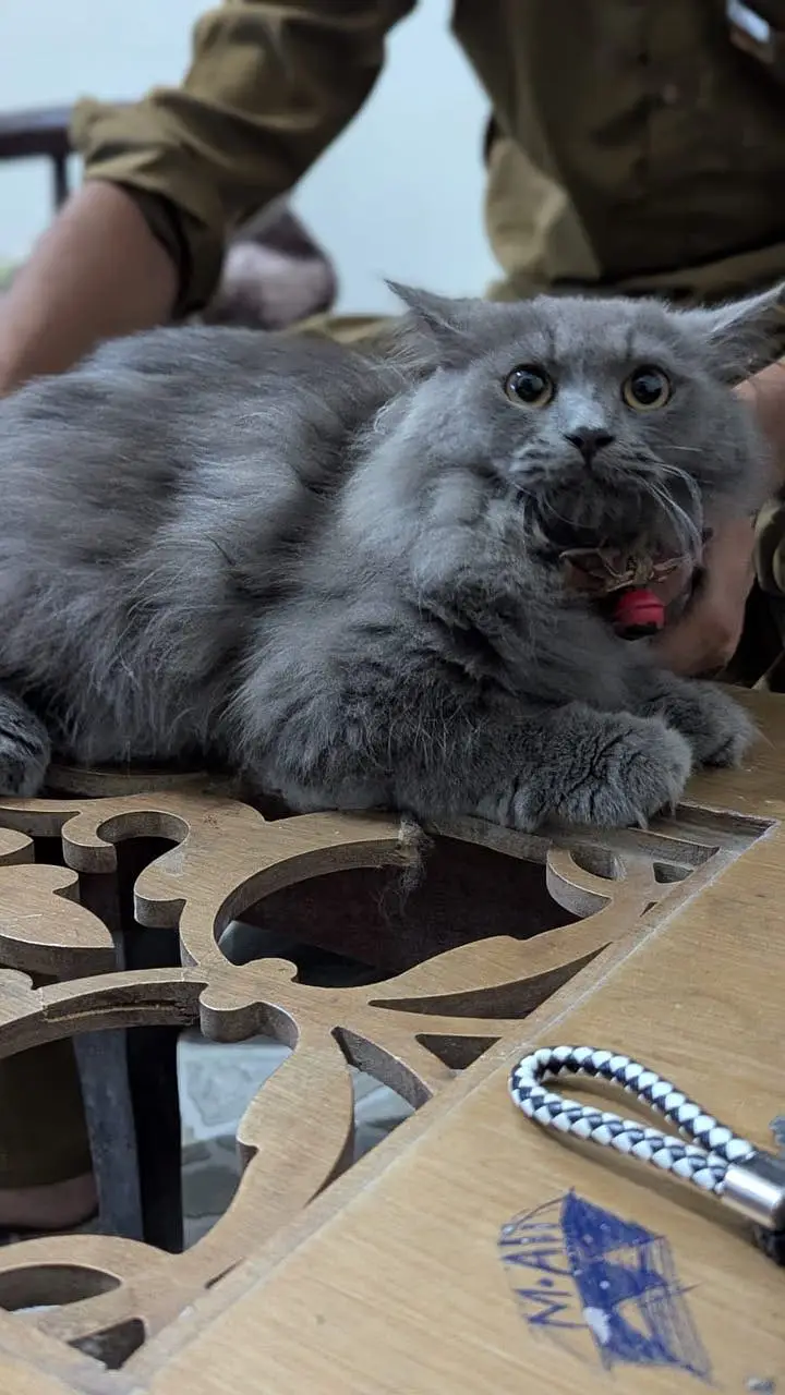 Friendly cat — photo 6