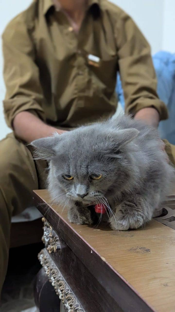 Friendly cat 6