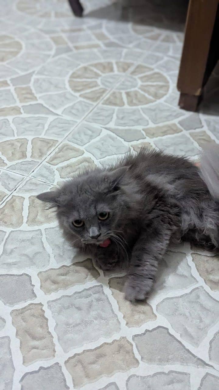 Friendly cat 8