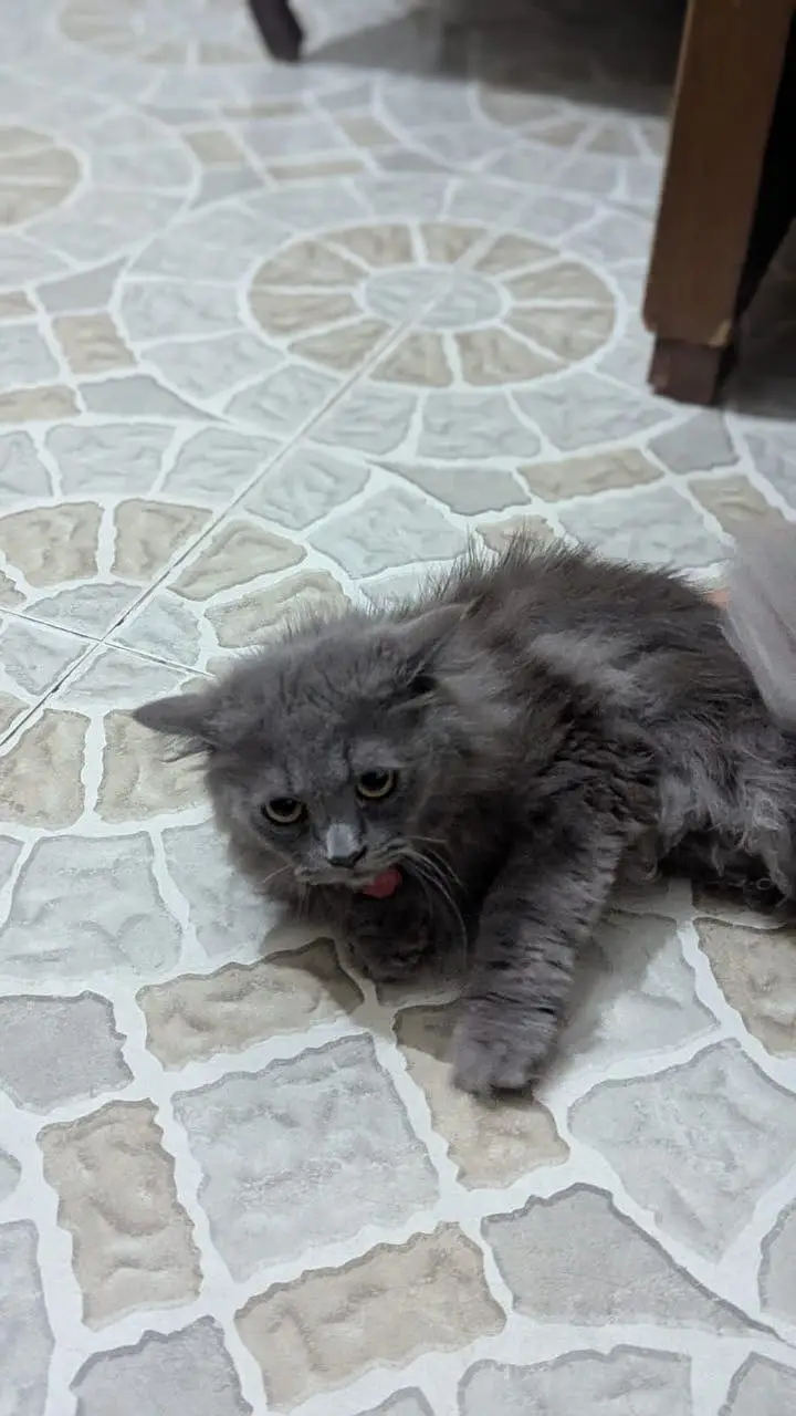 Friendly cat — photo 9