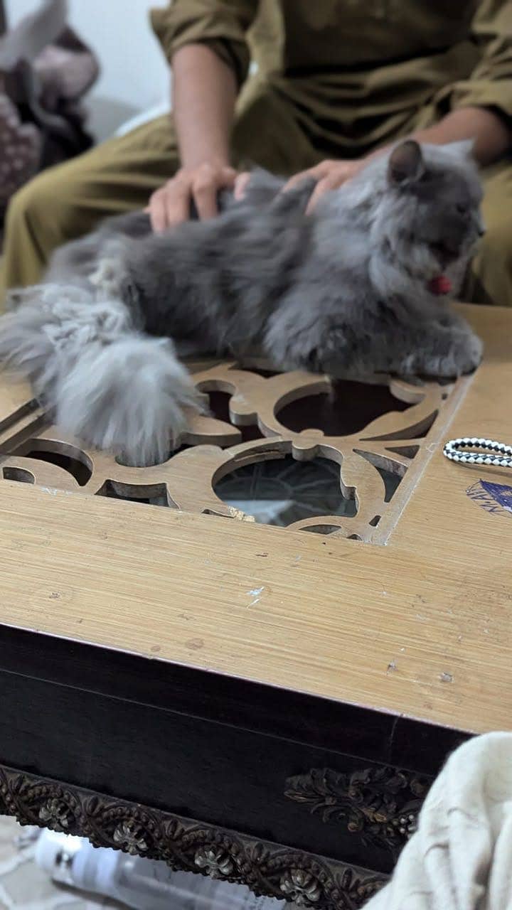 Friendly cat 9
