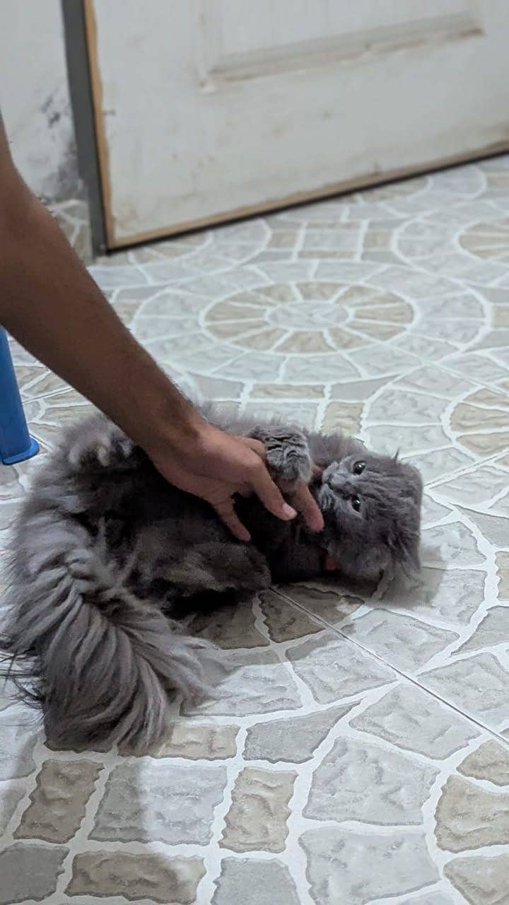 Friendly cat 10