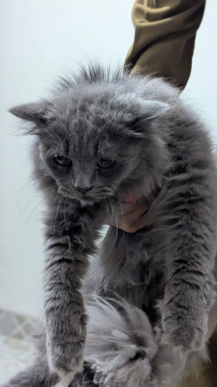 Friendly cat 11
