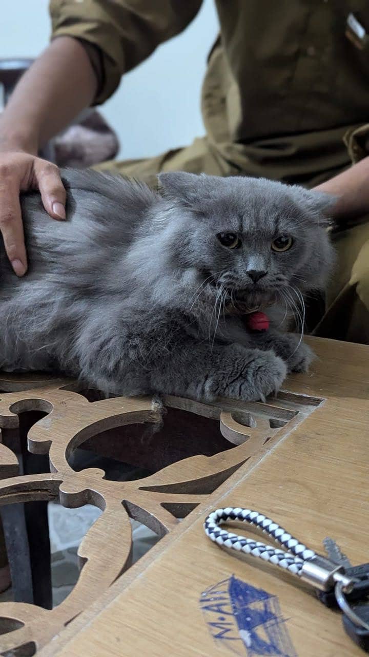Friendly cat 12