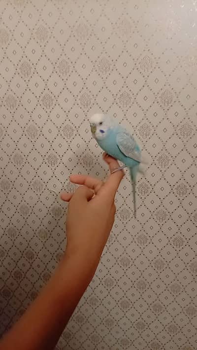 hand tamed cute auatralian parrot