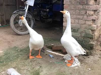 Big Duck Pair For Sale Male 4kg Female 3.3kg