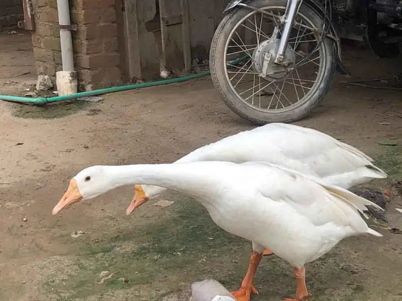 Big Duck Pair For Sale Male 4kg Female 3.3kg — photo 2
