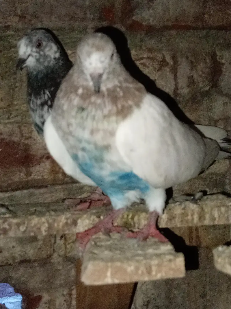 Jodon wale aur parwazi peace — photo 8