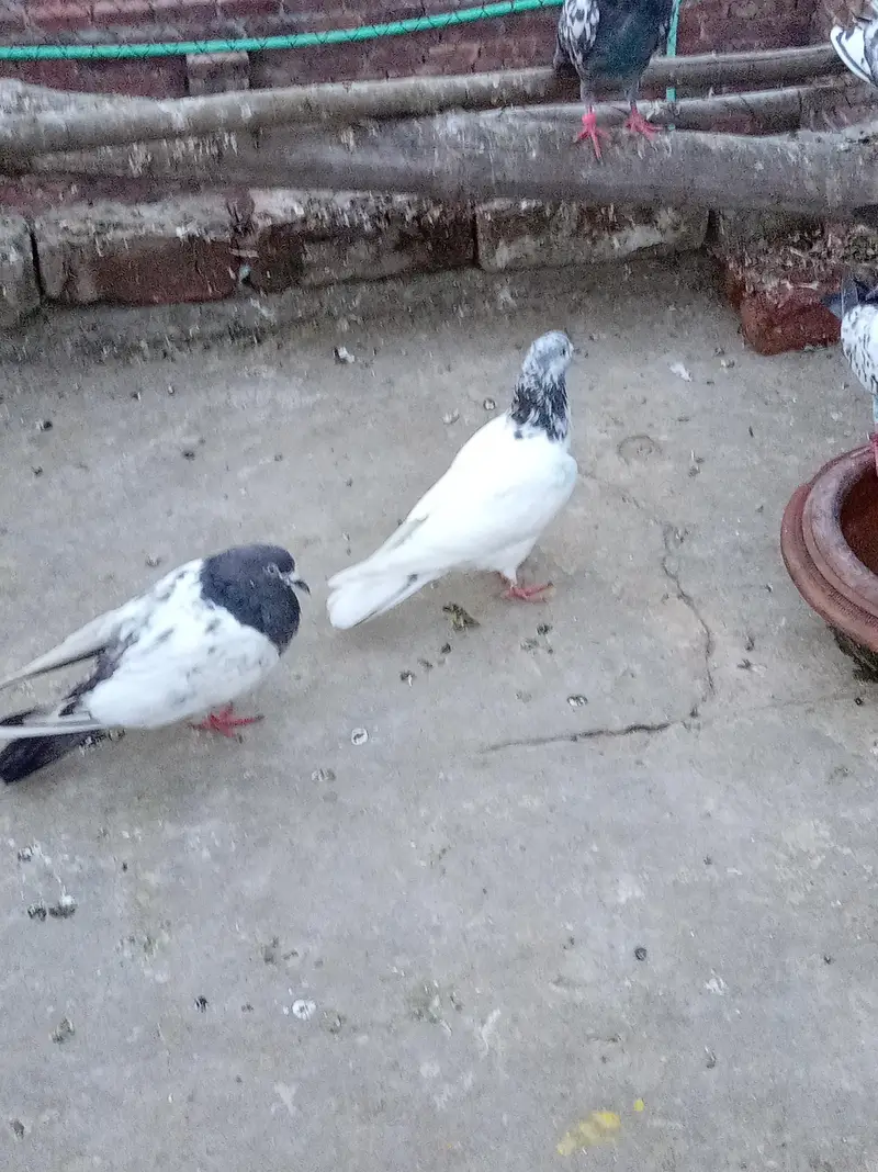 Jodon wale aur parwazi peace — photo 11