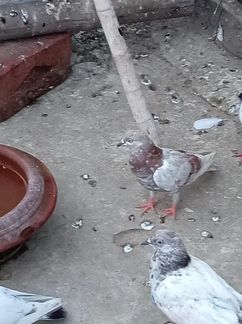 Jodon wale aur parwazi peace — photo 12