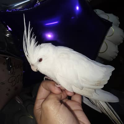 proper handtamed cockatiel