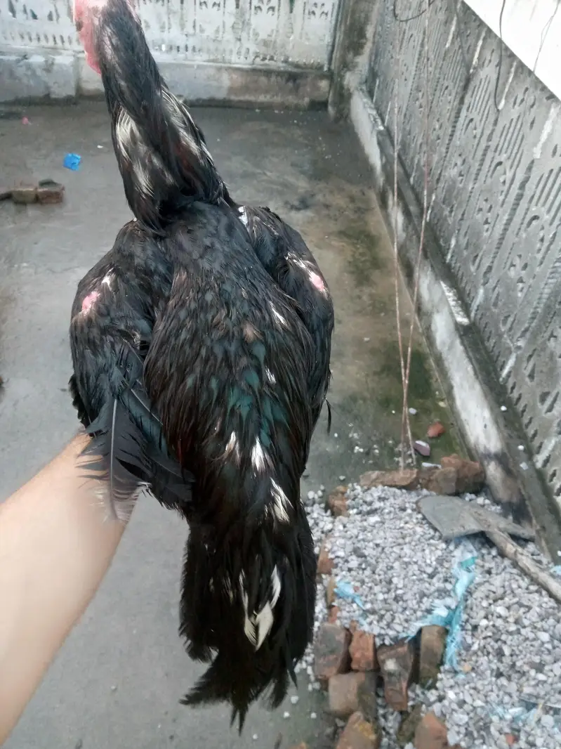two male for sale in illigeble price — photo 2