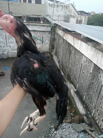 two male for sale in illigeble price