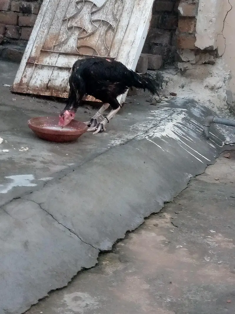 two male for sale in illigeble price — photo 3