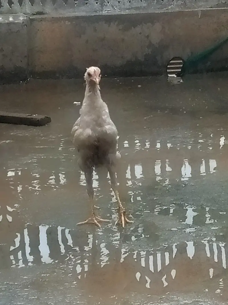 two male for sale in illigeble price — photo 5