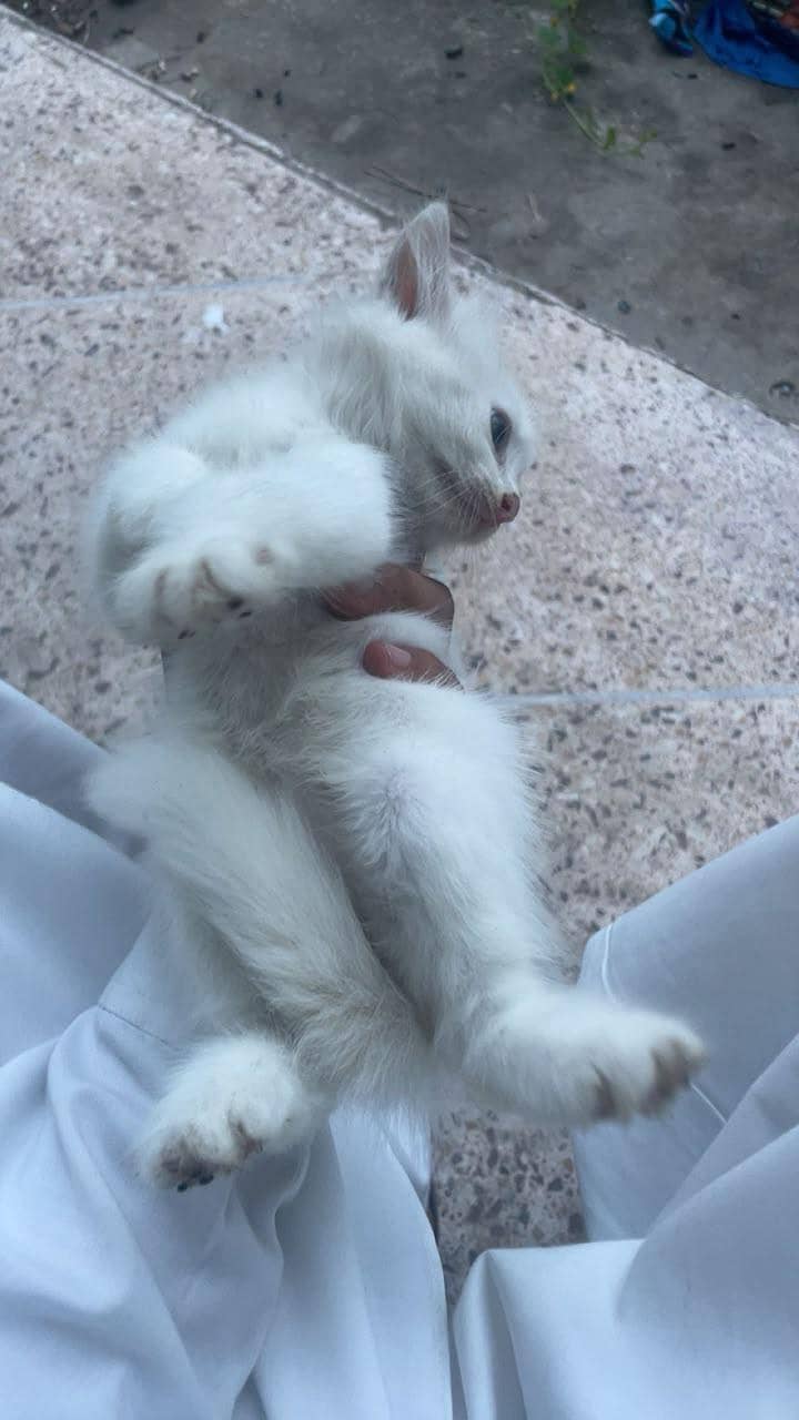 Persian cat 0