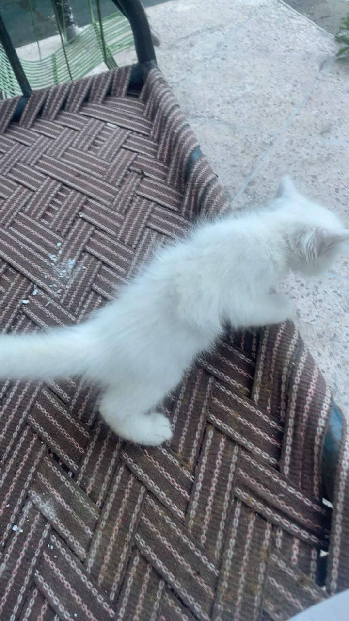 Persian cat 1
