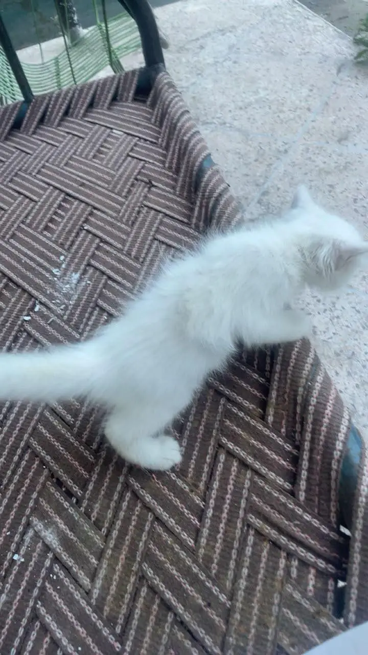 Persian cat — photo 2
