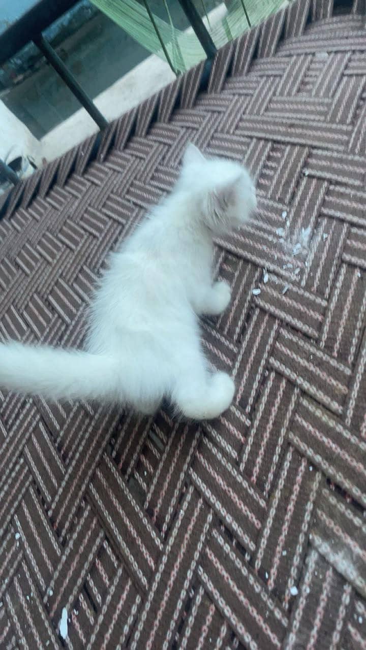 Persian cat 2