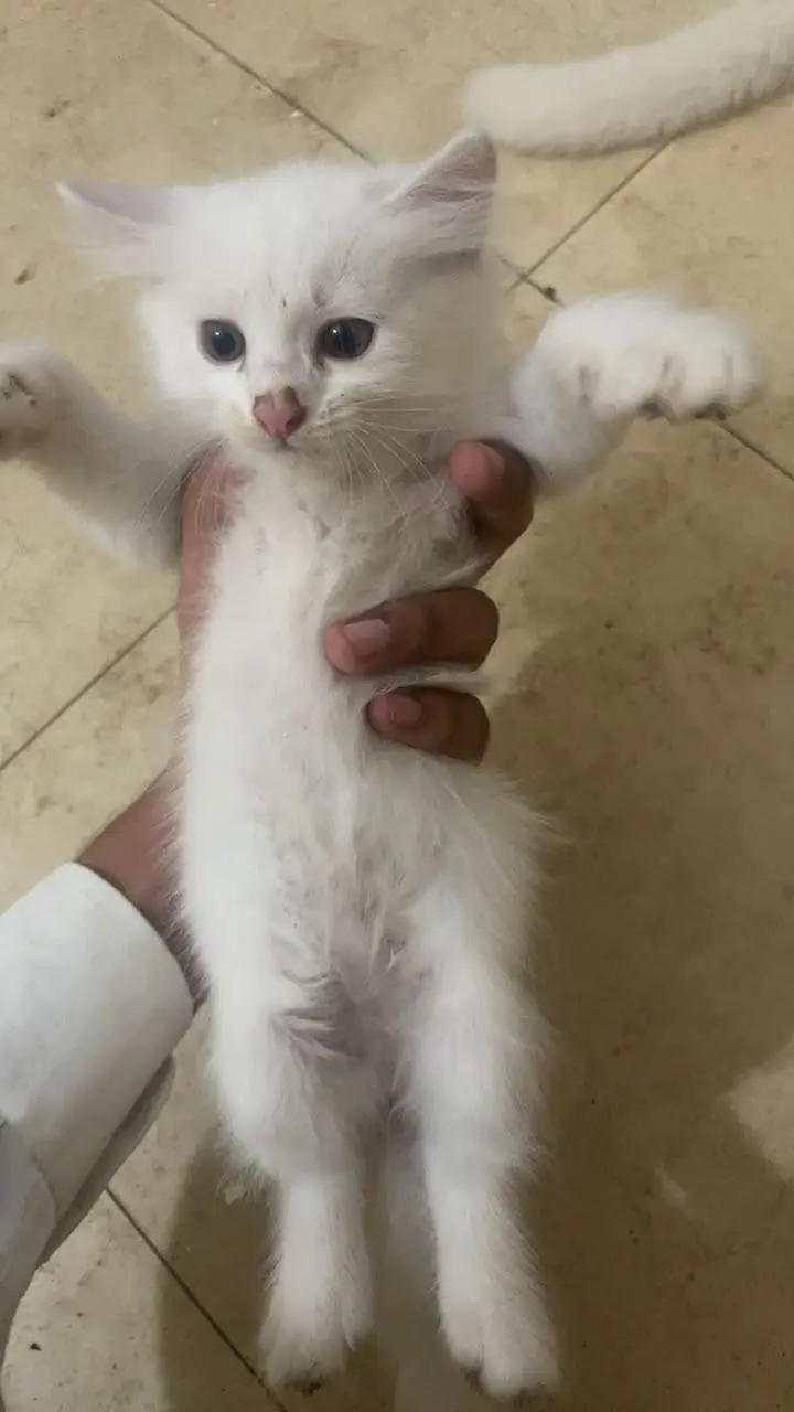 Persian cat — photo 4