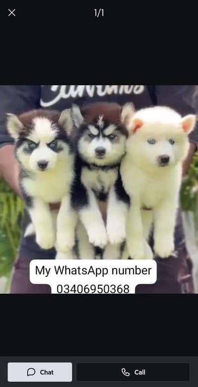 Siberian Husky  for sale