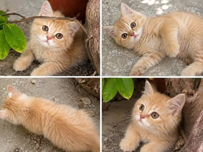 beautiful persion cat with punch face  for sale