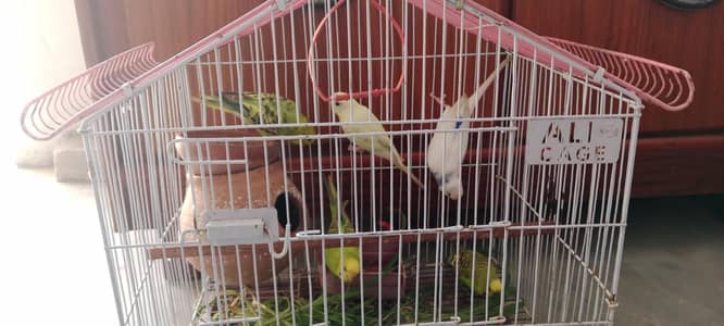 budgies parrot