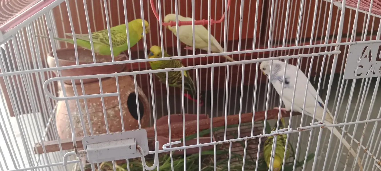 budgies parrot — photo 2
