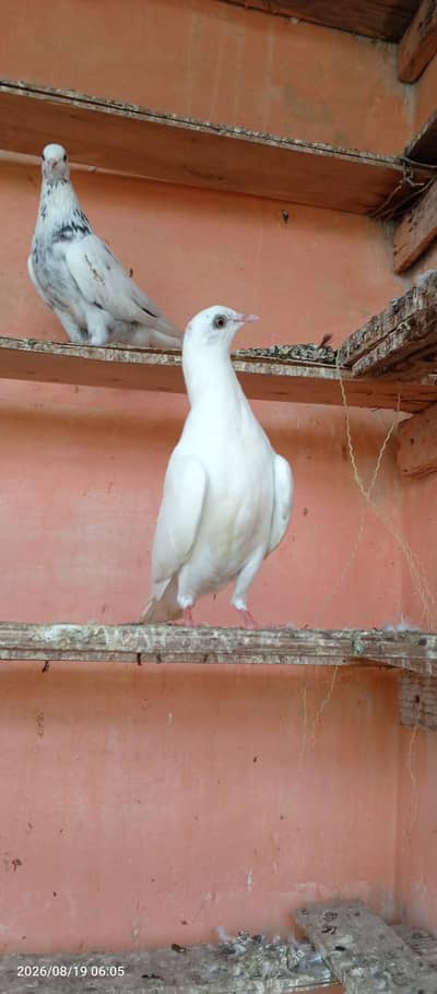 pigeon pair 2