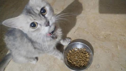Persian cat for sale