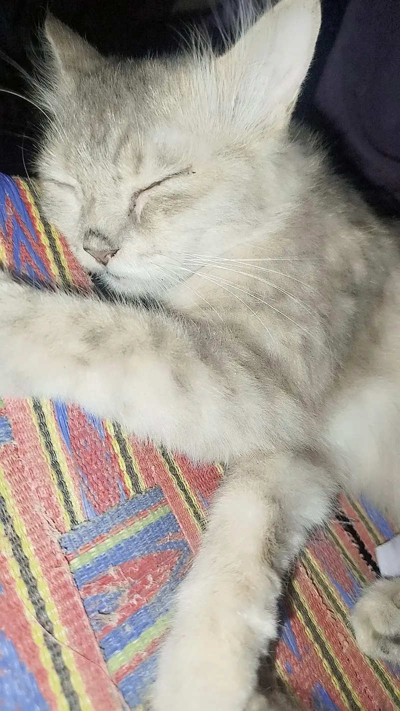 Persian cat for sale — photo 2