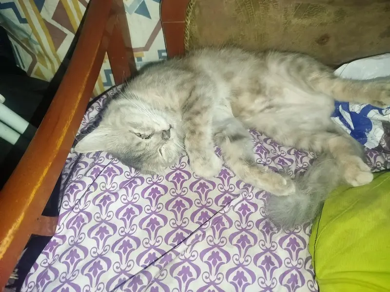 Persian cat for sale — photo 3