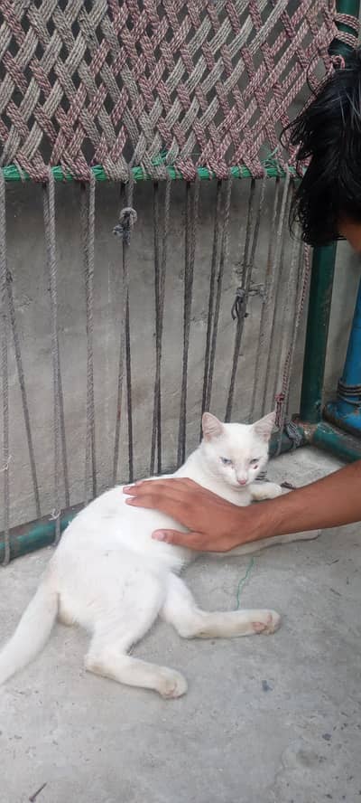 White Cat for Sale  | Beautiful & Active