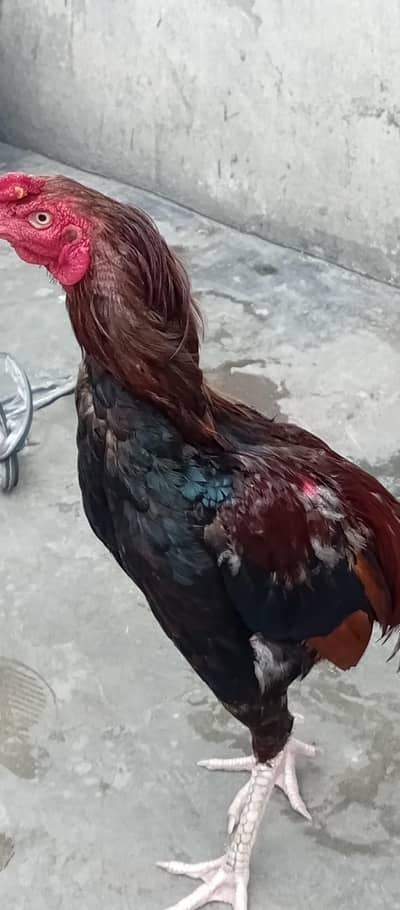murga hai
