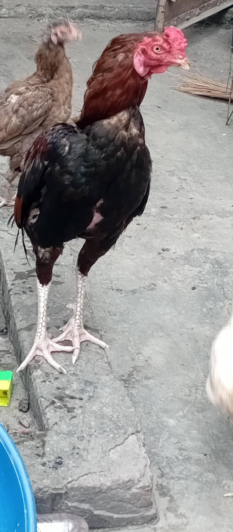 murga hai 1